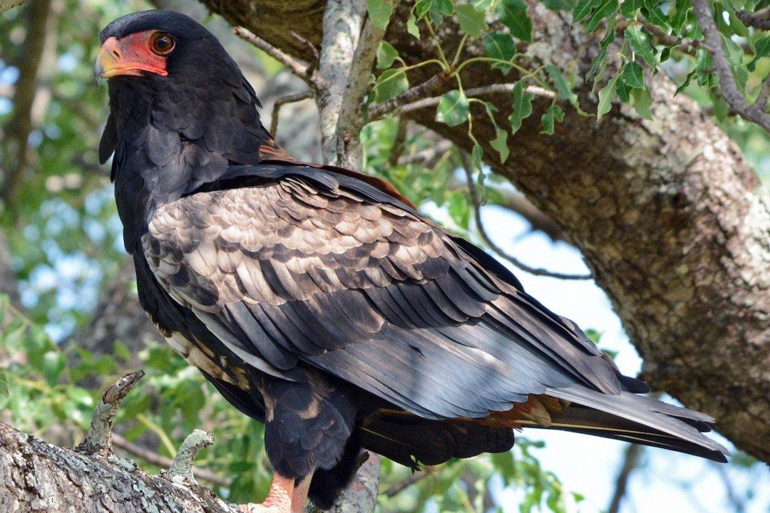 Kumi, Uganda: Geography and Natural Features and Game Diversity, Your Destination for Unforgettable Hunting Adventures and Cultural Immersion