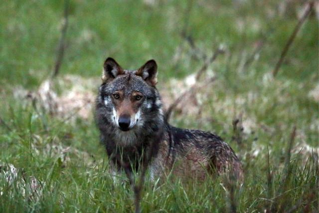 Jagd im Bezirk Moesa (Kanton Graubünden), Schweiz: Besonderheiten, Jagdtechniken, Wildvorkommen, <strong>Saisonzeiten</strong>, Jagdverbände, Jagdgesetze und Traditionen