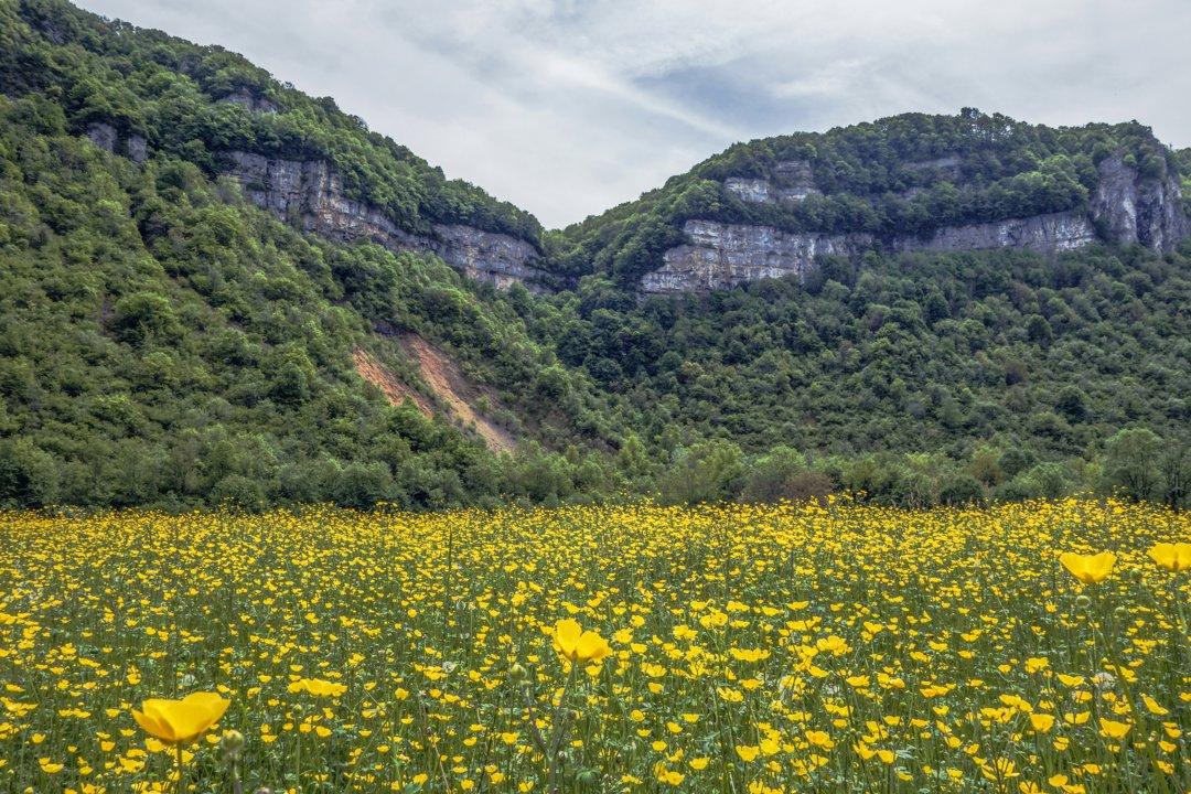 La chasse en YONNE: Types de chasse variés, espèces emblématiques, géographie cynégétique et clubs locaux