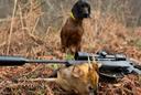 Jagd im SIEGERLAND: Jagdliche Gegebenheiten, spezifische Herausforderungen der Jagdausübung und bemerkenswerte Aspekte der Jagd in der Region

Landschaftsbild und jagdliche Gegebenheiten im Siegerland

Das Siegerland im südlichen Nordrhein-Westfalen besticht durch seine bewaldeten Bergrücken und tief eingeschnittenen Täler. Die Region, geprägt von ausgedehnten Laub- und Nadelwäldern, bietet mit Höhen bis 678 m (Riemen) abwechslungsreiche Jagdreviere. Charakteristisch sind die vielen Bachtäler und Quellgebiete, die Wildwechsel begünstigen. Die Mischung aus Waldflächen und traditionellen Haubergswirtschaftsflächen schafft ideale Lebensräume für verschiedene Wildarten.

Zusammensetzung der Jägerschaft im Siegerland

Im Kreis Siegen-Wittgenstein sind etwa 2.800 Jäger aktiv, was einer überdurchschnittlichen Jägerdichte entspricht. Die örtliche Jägerschaft setzt sich traditionell aus Forstleuten, Stahlarbeitern und Landwirten zusammen. Viele Jagdreviere werden seit Generationen in Familien bewirtschaftet. Der Altersdurchschnitt liegt leicht unter dem Landesdurchschnitt, was auf eine aktive Jungjägerausbildung zurückzuführen ist.

Spezifische Herausforderungen der Jagdausübung

Die steilen Hänge und dichten Wälder erfordern gute Ortskenntnis und körperliche Fitness. Die industrielle Vergangenheit der Region hat zu zahlreichen stillgelegten Gruben und Stollen geführt, die Wildwechsel beeinflussen. Die Nähe zu Hessen und Rheinland-Pfalz führt zu länderübergreifenden Wildbewegungen. Die traditionelle Haubergswirtschaft (historische Waldnutzungsform) prägt die Landschaft und damit das Wildverhalten.

Vorkommende Wildarten und Jagdpraxis im Siegerland

Die Ansitzjagd auf Rehwild dominiert in den Revieren. Bewegungsjagden finden vor allem auf Schwarzwild statt. Hauptwildarten sind Rehwild, Schwarzwild und Fuchs. Rotwild kommt nur in wenigen Revieren vor. Bei den Raubwildarten sind Dachs und Waschbär stark vertreten. Seltenere Arten wie der Marderhund wurden vereinzelt nachgewiesen.

Zeitliche Regelungen der Jagdausübung

Die Jagdzeiten richten sich nach dem nordrhein-westfälischen Jagdgesetz. Für Rehwild gelten je nach Geschlecht unterschiedliche Schonzeiten. Schwarzwild darf ganzjährig bejagt werden, mit Ausnahme führender Bachen. In den Naturschutzgebieten gelten besondere Einschränkungen.

Organisation und Kooperation der Jäger im Siegerland

Der "Kreisjägerschaft Siegen-Wittgenstein" kommt eine koordinierende Rolle zu. Besonders aktiv sind die Hegeringe in Siegen, Kreuztal und Hilchenbach. Regelmäßige gemeinsame Drückjagden und Schulungen prägen das Vereinsleben. Die Jungjägerausbildung genießt hohen Stellenwert.

Rechtliche Besonderheiten der Region

Die Jagd unterliegt in den ausgewiesenen Schutzgebieten strengen Auflagen. Die Bewirtschaftung der Landesjagdgebiete erfolgt durch den Landesbetrieb Wald und Holz NRW. Besondere Regelungen gelten in den ehemaligen Bergbaugebieten.

Überliefertes Brauchtum im Siegerland

Die Region pflegt eine lebendige Jagdkultur mit regelmäßigen Hubertusmessen. Die Siegerländer Bläsergruppen sind für ihren charakteristischen Stil bekannt. Das jährliche "Hirschrufen" im Herbst hat Tradition.

Bemerkenswerte Aspekte der Jagd in der Region

Historische Jagdreviere mit Bergbautradition.
Besondere Pirschbedingungen durch die Haubergswirtschaft.
Überdurchschnittliche Schwarzwilddichten.
Traditionelle Jagdhütten mit bergbaulichem Charakter.