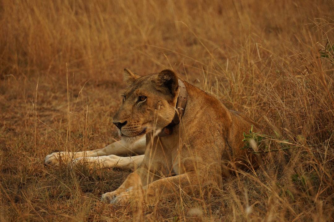 Discovering Kanungu, Uganda: A Premier Destination for Thrilling Hunting Adventures