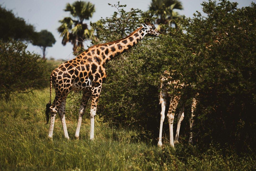 Seasonal Hunting Periods in Butambala: Limits and Seasonal Prohibitions, Licensing Conditions, Fines and Legal Effects of Non-Compliance, Strategic Preparation, Best Hunting Times, Gear Choices