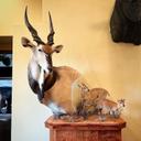  WOW!! To those of you who don’t know, this is a Lord Derby eland, also known as the giant eland. A very rare and extremely difficult animal to hunt. Paired with these tiny guys, it makes him look even bigger! 

