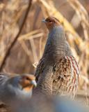 Hungarian Partridge or grey partridge as they call them across the pond are so full of character.   Tough little buggers that don’t back down to anything.  #hungarianpartridge #partridge #partridges #greypartridge #partridgeshooting #hun #huns #gamebirds #gamebird #uplandgame #uplandhunting #quail #covey #northdakota #southdakota #montana