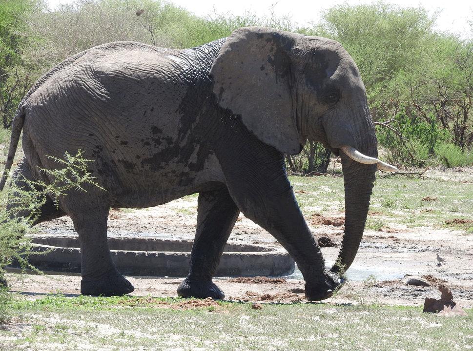 Hunting in Southern District (Botswana), Africa: Geographical Features, Demographics, Hunting Characteristics, Game Species, Seasons, Associations, Regulations and Traditions.