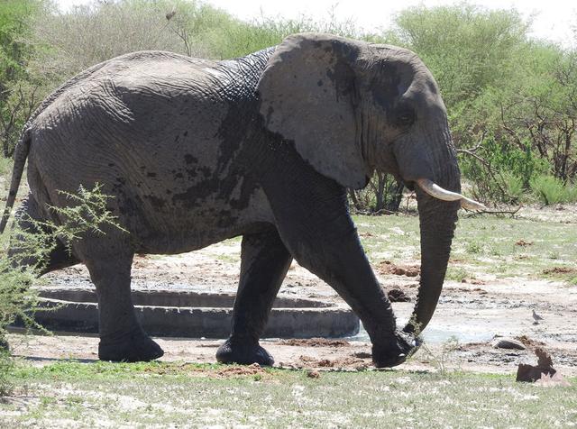 <strong>Hunting</strong> in Southern District (Botswana), Africa: Geographical Features, Demographics, <strong>Hunting</strong> Characteristics, Game Species, Seasons, Associations, Regulations and Traditions.