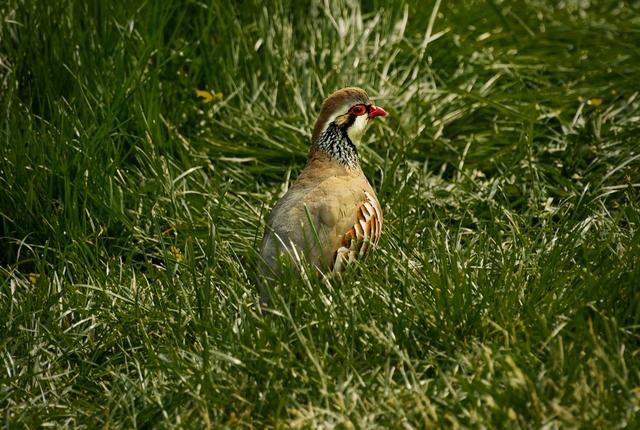 Hunting in TUNIS: Demographics in Tunisia, Geography, Local Laws, Clubs and Communities, Hunting Legislation of Tunisia