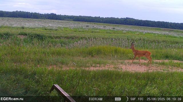 Regular photo report from our traps in the hunting grounds📸🦌