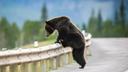 Dozens of drunk grizzlies hit by trains for decades

Drunk grizzly bears have been hit by trains near Glacier National Park in Montana for decades. Spilled grain mixed wi