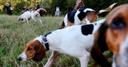 Ontario set to expand areas where dogs can learn to hunt live coyotes in penned areas

Ontario wants to expand a licensing regime that allows residents to unleash dogs in an enclosed area to teach them how to hunt captive coyotes, foxes and rabbits.


Hunters say there is a growing demand for the dog sport, which is often referred to as training and trialing, while animal advocates call it a cruel practice for the captive prey.

The province’s natural resources and forestry minister said the government wants to allow more of the hunting facilities to prevent the sport from moving underground.

“These facilities are going to become less and less over time unless we take some level of intervention,” Graydon Smith said in an interview.

“The one thing that we also wouldn’t want to see is in the absence of these facilities that dog owners and their handlers are out doing this on other private land or Crown land where there could be unwanted interactions with both people and wildlife.”

In 1997, then-premier Mike Harris’s Progressive Conservative government began phasing out the practice by ceasing the issuance of licenses required to operate dog trial areas in the province. It also made it illegal to sell or transfer those licenses.

At that time there were upwards of 60 such areas across Ontario. They are all on private property and must be completely enclosed.

There are now only 24 licensed train and trial areas across the province.

The province has proposed to grant new licenses through a one-time 90-day application period and allow licenses to be transferred to new owners, a summary of proposed changes on the Environmental Registry of Ontario shows.

The prey that will be hunted, usually coyotes, must be caught legally, often through traplines, the registry says.

“This isn’t about active hunting or anything like that,” Smith said. “This is about animals that are bred for this purpose.”

The government’s proposals were sent out for public comment in early April and close on May 18. The proposed changes are part of an omnibus bill tabled in early April called the Less Red Tape, Stronger Economy Act.

John Bell, the president of the Ontario Sporting Dog Association, said Wednesday at a legislative committee studying the bill that the closure of dedicated training and trialing areas have forced hunters to “run their dogs” in the wild.

Christine Hogarth, the parliamentary assistant for the solicitor general, who is in charge of animal welfare in the province, pressed Bell on the safety of all animals in the training and trialing pens.

Bell, who owns a large pen for the sport and trains his dogs to hunt coyotes, said there are rules in place for animal safety.

“The regulations call for us to have brush piles, dens, or man-made escape units, we call them pods,” Bell said.

He has built pods on his own 225-acre pen that includes concrete culverts leading to buried 45-gallon drums that are vented above, he said. The pods are baited with food so the coyotes learn where to hide.

“If they are in danger, they’re in the ground,” he said. “And I can assure you there’s not very many dogs going to go in a 10-inch culvert when there’s an alligator at the other end.”

There are now 33,000 members in the Ontario Sporting Dog Association, which lobbied the government over the past year on the training and trialing licenses.

The dog sport also has competitions. Judges stand throughout the enclosures — some are hundreds of acres in size — to score how well dogs are tracking and hunting down coyotes. The first dog trialing competition in Ontario took place in 1887, Bell said.

The dog trial proposal also has the support of the Ontario Federation of Anglers and Hunters.

“This has been a priority for us for since the beginning of the changes in 1997,” said Kristen Snoek, a wildlife biologist with the federation.

But Camille Labchuk, the executive director of advocacy group Animal Justice, argued the entire practice is inhumane.

“They do some of these contests where dogs chase terrified coyotes around an enclosed pen, and they also train the dogs to kill the coyotes so that they can later use those dogs for hunting,” she said.

She said the current Doug Ford Progressive Conservative government could learn from the Harris government in the late 1990s.

“The Harris government did a number of things to protect wild animals from some of the worst hunting lobbyists by ending the spring bear hunt and phasing out penned coyote hunting,” Labchuk said.

The Liberal government reintroduced the spring bear hunt in Ontario as a pilot program in 2014, which Ford’s government made permanent in 2021.
