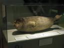 Сайменская нерпа

Сайменская нерпа (лат. Pusa hispida saimensis) — подвид кольчатой нерпы (Pusa hispida), живущий в озере Сайма. Генетически сайменская нерпа очень близка