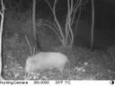 Places disponible sur territoire de 70 ha.
Chasse aux gros gibiers uniquement, bois de 70 Ha à Mareuil La Motte (60) Oise
Chasse un samedi sur deux de l'ouverture le 15 O