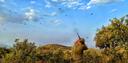 Compliance with Laws on the Protection of Migratory Birds in the Laayoune Region is the Key to Sustainable Hunting

This article focuses on the rules and restrictions reg