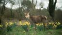 Hunting in County Down, Northern Ireland: hunters and demographics of the region, types of hunting and hunting animals, hunting legislation

Geographical and natural feat