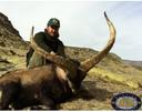 Super gold Gredos Ibex in Spain