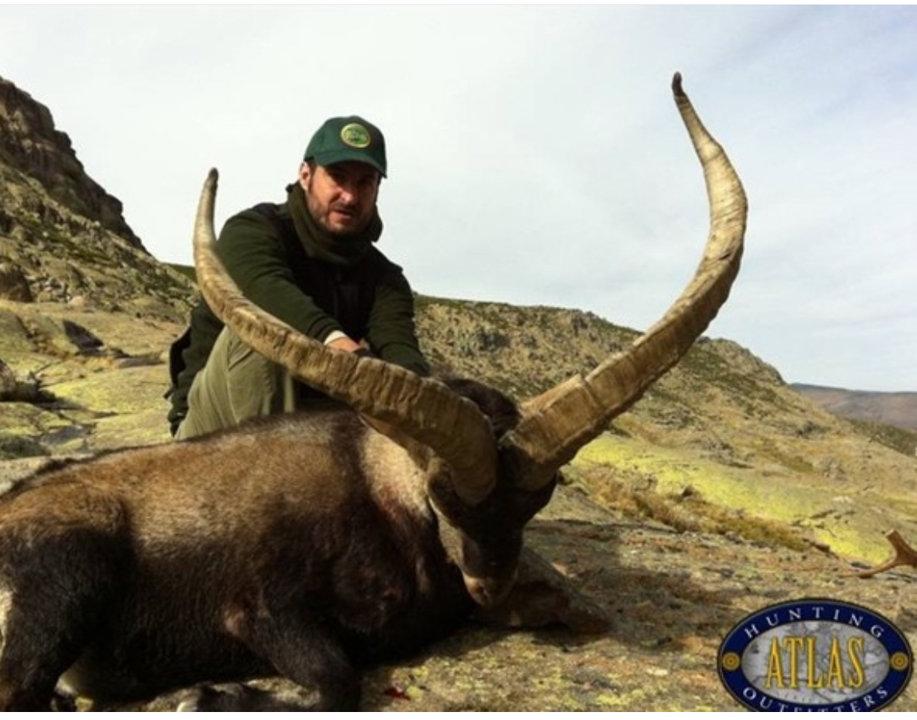 Super gold Gredos Ibex in Spain