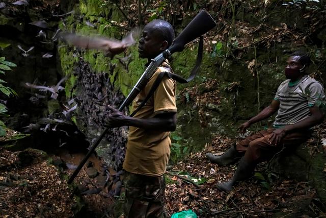 Hunting in Ogooué-Lolo, Gabon: Geography, Demographics and Hunting Seasons, Hunting Legislation of Gabon
