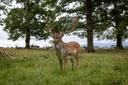 Wexford Wild Bird Sanctuary in Leinster, Ireland: Demographics, Associations and Clubs, Laws and Seasons 

Wexford, located in the south-east of Ireland, is famous for it
