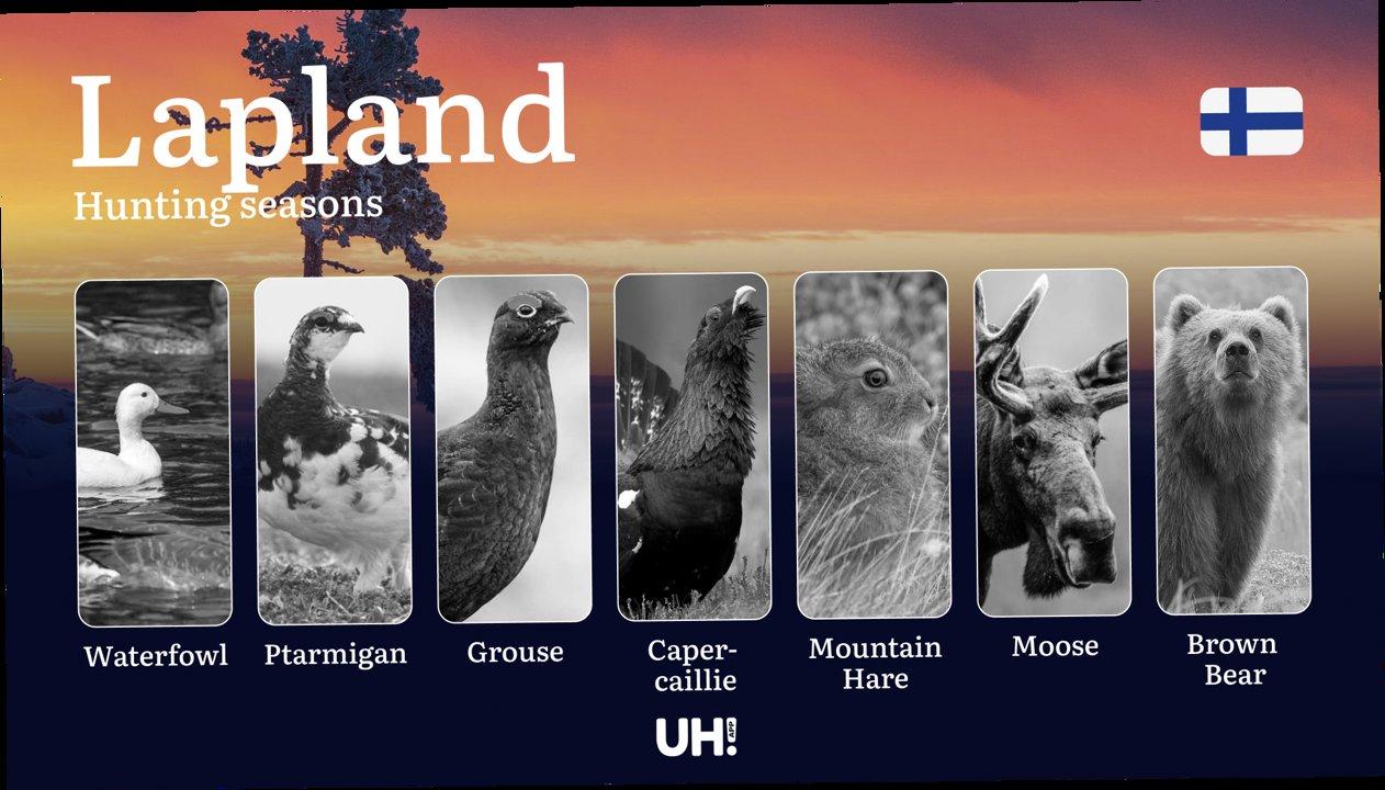 Hunting Seasons in Lapland: Key Hunting Periods, Restrictions and Protected Species, Required Licenses and Practical Recommendations