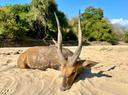Bushbuck Hunting in Africa: season, methods, place, price. A Comprehensive Hunter's Guide

The bushbuck ( Tragelaphus scriptus ) is a widely distributed and adaptable antelope found throughout much of sub-Saharan Africa.  Its relatively small size, elusive nature, and preference for dense cover make it a challenging and rewarding trophy for hunters.  This article provides a detailed overview of bushbuck hunting, covering essential aspects from hunting methods to trophy care.

Understanding the Bushbuck

Appearance: Bushbuck exhibit considerable variation in coat color and markings depending on location. Generally, they have a reddish-brown to dark brown coat with white spots and stripes. Males are typically darker and larger than females, and they possess spiraled horns ranging from 10 to 18 inches.

Habitat: Bushbuck thrive in a variety of habitats, including rainforests, savanna woodlands, and riverine forests. They are often found near water sources and areas with thick vegetation for cover.

Behavior: Bushbuck are primarily solitary or found in pairs. They are generally shy and elusive, relying on their excellent senses of hearing and smell to detect danger. They are most active during the early morning and late afternoon.

Hunting Methods

Spot and Stalk: This is a common and effective method. Hunters glass promising areas from vantage points, looking for bushbuck emerging from cover. Once spotted, a careful stalk is required, utilizing available cover to approach within shooting range.

Still Hunting: This involves slowly and quietly moving through bushbuck habitat, paying close attention to wind direction and listening for any signs of movement. This method requires patience and a keen understanding of bushbuck behavior.

Hunting with Dogs: In some areas, bushbuck are hunted with trained dogs that flush them from cover. This method can be effective in dense vegetation, but ethical considerations regarding fair chase should always be prioritized.

Where to Hunt Bushbuck in Africa

Bushbuck are widely distributed, but some countries offer better hunting opportunities than others. Here are some top destinations:

South Africa:  South Africa has a robust hunting industry and a healthy bushbuck population. Both Limpopo Province and KwaZulu-Natal are excellent choices.

Namibia: Namibia offers exceptional hunting in a variety of landscapes. Bushbuck are commonly found in the northern and northeastern parts of the country.

Zimbabwe: Zimbabwe boasts some of the best hunting areas in Africa. The Zambezi Valley is a prime location for bushbuck.

Mozambique: Mozambique's wilderness areas hold good populations of bushbuck.

Tanzania: Coastal regions of Tanzania are known to have bushbuck.

Hunting Season

The hunting season for bushbuck varies depending on the country and specific hunting area. Generally, the dry season (May to October) is the preferred time for hunting, as vegetation is less dense, making it easier to spot game. Always check the specific regulations for the area you plan to hunt.

Firearms and Ammunition

Caliber: A rifle caliber in the .270 to .30-06 range is more than adequate for bushbuck. Cartridges like the .270 Winchester, 7x57 Mauser, .308 Winchester, and .30-06 Springfield are all excellent choices.

Bullet Weight: Use bullets in the 130-150 grain range that provide good penetration and expansion. Premium controlled-expansion bullets are recommended for ethical kills.

Shot Placement: The vital area on a bushbuck is relatively small. Aim for a broadside shot, placing the bullet just behind the shoulder.

Hunting Regulations and Permits

Before hunting in any African country, it is essential to obtain the necessary permits and licenses. These can typically be arranged through a reputable hunting outfitter. Be sure to familiarize yourself with all local hunting regulations, including bag limits, restricted areas, and firearm restrictions.

Hunting Costs

The cost of a bushbuck hunt can vary widely depending on the location, duration of the hunt, and outfitter. As a general guideline, expect to pay:

Daily Rates: 

300 - 800 per day (including accommodation, meals, and guiding).

Trophy Fee: 

500 - 1500 for a bushbuck.

Package Hunts: Some outfitters offer package hunts that include a set number of days and species.

Trophy Care

Proper trophy care is essential to ensure your bushbuck mount looks its best.

Field Preparation: Immediately after the kill, skin the animal and remove the skull cap with the horns attached. Clean the skull cap of all meat and tissue. Salt the hide and skull cap thoroughly to prevent spoilage.

Taxidermy: Choose a reputable taxidermist with experience in African game. They will be able to properly tan the hide and mount the trophy.

Important Considerations

Physical Fitness: Hunting in Africa can be physically demanding, especially when spot and stalk hunting. Be sure to be in good physical condition before your hunt.

Malaria Prevention: Take appropriate precautions to prevent malaria, including taking prophylactic medication and using insect repellent.

Respect Local Customs: Be respectful of local customs and traditions.

Ethical Hunting: Practice fair chase and ethical hunting principles.

Conclusion

Hunting bushbuck in Africa offers a unique and rewarding experience for hunters. By understanding the animal's behavior, choosing the right hunting methods, and following proper trophy care procedures, you can increase your chances of a successful and memorable hunt.  Always prioritize ethical hunting practices and respect for the wildlife and environment. #bushbuck
