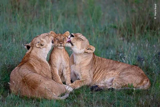 The Funniest Photos in the History of the Wildlife Photographer of the Year Contest.