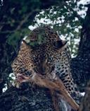 Leopard Hunting in Cameroon: A Hunter's Guide

This article provides a comprehensive overview of leopard hunting in Cameroon, covering everything from regulations and hunting methods to costs and trophy considerations. Cameroon, often called "Africa in Miniature" due to its diverse landscapes and wildlife, offers a unique opportunity for the discerning hunter: the chance to pursue the elusive leopard.

Is Leopard Hunting Legal in Cameroon?

Yes, it is, with strict regulations. Leopard hunting is controlled through a quota system and requires specific permits. Hunting is usually done in the presence of licensed guides to avoid any violations of the law.

General Information

Leopards ( Panthera pardus ) are formidable predators, known for their strength, agility, and adaptability. They are primarily nocturnal, making them a challenging and rewarding trophy for experienced hunters.

Hunting Season

The hunting season in Cameroon generally runs from December to May. The dry season, particularly December to March, is often preferred as it concentrates animals around water sources, increasing the chances of a successful hunt.

Hunting Methods

Several methods are employed for leopard hunting in Cameroon:

Baiting: This is the most common and effective method. Baits (typically impala, or large goats) are hung in trees in areas known to be frequented by leopards. A blind or hide is then constructed nearby, allowing the hunter to wait for the leopard to arrive. Baiting generally requires 20-30 days.

Tracking: Following fresh tracks can lead to a leopard, although this is a more physically demanding and less predictable method.

Calling: Using predator calls can sometimes lure a leopard into range, but this is less reliable than baiting.

Recommended Calibers and Rifles

Leopards are dangerous game, and using an appropriate caliber is essential for ethical and safe hunting.

.375 H&H Magnum: This is a widely recommended minimum caliber for leopard hunting due to its stopping power and ability to penetrate thick skin and bone.

.416 Remington Magnum: An excellent choice, offering increased power and knockdown capability.

.458 Lott: A very powerful option suitable for close-range encounters.

Regardless of the caliber, a high-quality rifle with a reliable action and a low-power variable scope (1-4x or 1.5-5x) is recommended.

Prime Hunting Locations

The northern regions of Cameroon, particularly the North Region and Adamawa Region, are known for their leopard populations. These areas offer a mix of savannah and woodland habitats that support a variety of wildlife. Popular hunting concessions include those near the Bénoué National Park and the Faro National Park (though hunting is not permitted in the parks themselves).

Hunting Costs

Leopard hunts in Cameroon are a significant investment. Prices can vary depending on the outfitter, the duration of the hunt, and the specific trophy fees.

Daily Rates: Expect to pay between 1000 - 2000+ per day, per hunter. This typically includes accommodation, meals, guiding services, trackers, and transportation within the hunting area.

Trophy Fees: The trophy fee for a leopard can range from 5000 - 10000+, payable upon successful harvest.

Permits and Licenses: Additional costs include hunting permits, licenses, and government taxes, which can add several hundred to a few thousand dollars to the overall expense.

Airfare and Travel: Factor in international airfare to Cameroon (usually via Douala or Yaoundé) and any domestic transfers to the hunting area.

What Happens to the Trophy?

After a successful hunt, the trophy is typically prepared for export by a professional taxidermist in Cameroon.

Taxidermy: Expect to pay for field preparation, dipping, and packing of the trophy. Costs vary depending on the size and type of mount desired.

Export Permits: Obtaining the necessary export permits from the Cameroonian government can take time and involve additional fees.

Shipping: The cost of shipping the trophy to your home country can be substantial.

Important Considerations

Physical Fitness: Leopard hunting can be physically demanding, requiring the ability to walk long distances and endure hot and humid conditions.

Vaccinations and Health: Consult with your doctor about necessary vaccinations and malaria prophylaxis before traveling to Cameroon.

Outfitter Selection: Choosing a reputable and experienced outfitter is crucial for a successful and ethical hunt. Research thoroughly, read reviews, and ask for references.

Firearm Importation: Understand the regulations regarding firearm importation into Cameroon well in advance of your trip.

Conclusion

Leopard hunting in Cameroon offers a challenging and rewarding experience for the dedicated hunter. With careful planning, a reputable outfitter, and adherence to ethical hunting practices, you can pursue this magnificent predator in one of Africa's most diverse and captivating countries.

#hunting #leopard #africa

https://m.uh.app/news/crocodile-hunting-in-zimbabwe-mozambique-a-hunters-guide-forget-the__OmB4PX8Ee-eLTdL3BmiLA