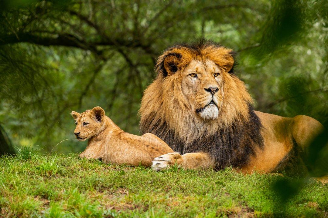 NIASSA Hunting: Exploring Mozambique’s Wilderness, Game Species, and Ethical Practices in One of Africa’s Last Great Frontiers