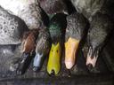 Ducks and geese season in Scotland is finish now .
Thanks to all my friends , clients, and of course all my farmers .
See you again soon 
2024/2025 season will come soon 