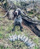A hunting dog is more than just an aid in the field; they're our loyal companions and best friends. Their keen senses, unwavering dedication, and unspoken bond make every hunt an unforgettable adventure. Here's to our four-legged partners who make every outing special! 🐾🦆 #HuntingDog #BestFriend #Companion #HuntingBuddy