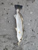 Good day of fishing,the trout were out again and most definitely hungry. 8 good ones within 30 mins. C&R #fishing #fish #fishinglife #catchandrelease #outdoors #nature #angler #fishingislife #fishingtrip  #fishingaddict #fisherman  #trout #saltwaterfishing #hunting #bigfish #angling #fishingdaily #troutfishing #shimano #fishon