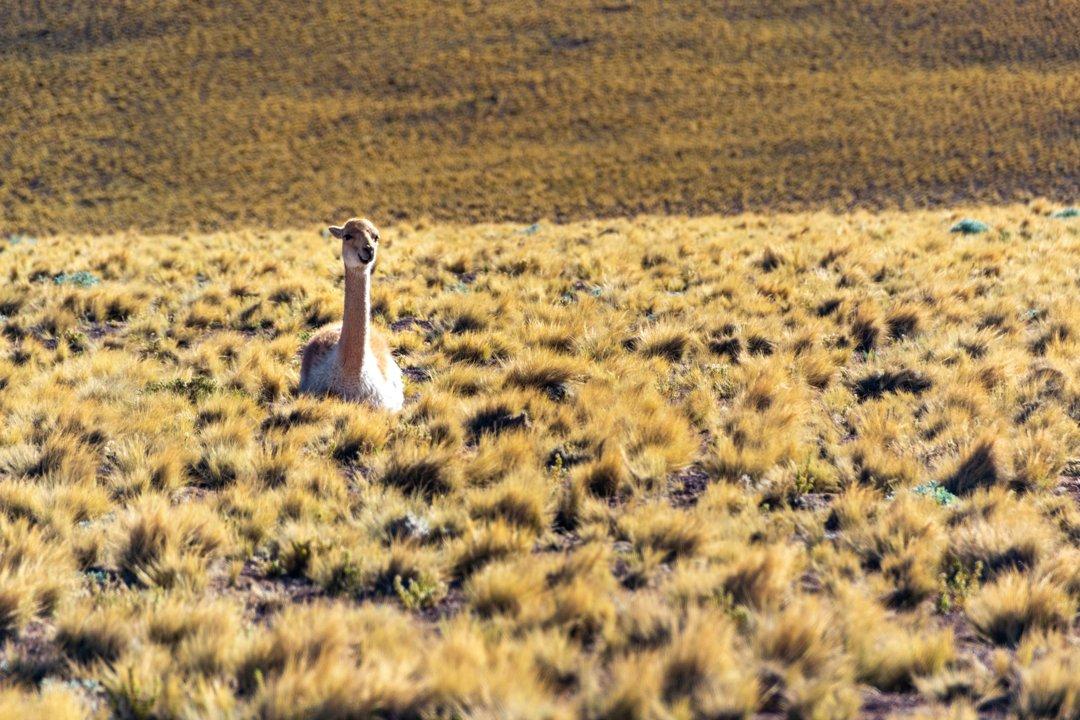 Caza en Los Ríos, Chile: Especies, Temporadas, Clubes y Tradiciones Mapuche en un Entorno Natural Único