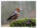 Je vais commencer par des photos de beaux oiseaux réalisées en mars 2022 en affût