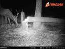It finally happened!

Right in the camera trap lens, a beaver knocked down a tree, after months of waiting - everything worked out!🥳

We are waiting for the video recorded on the memory card on the trap🤝

✅Consultation and purchase of devices (https://t.me/PulsarGuruBot)👈