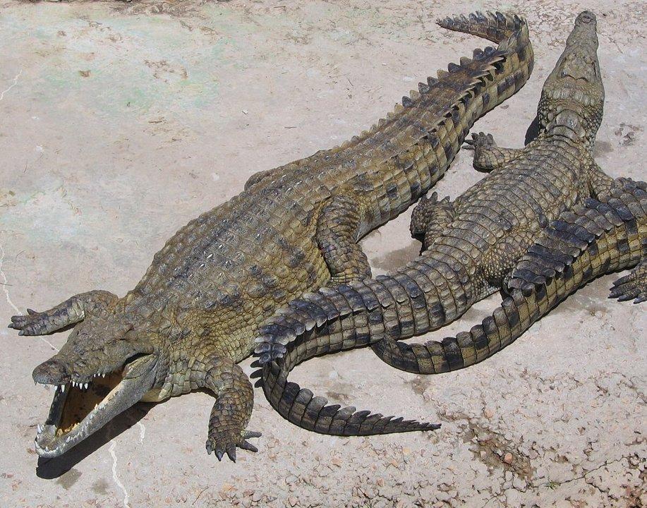 Caza en Sonora: La Guía Definitiva para Vivir una Aventura Cinegética Épica en México con Especies, Temporadas y Consejos Expertos