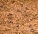 A wander up into the hills in search of Red stags . Scottish highlands January 21 2025