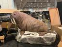 Get some of this!!!! These guys making replica mounts are outstanding. No reason not to hunt the arctic