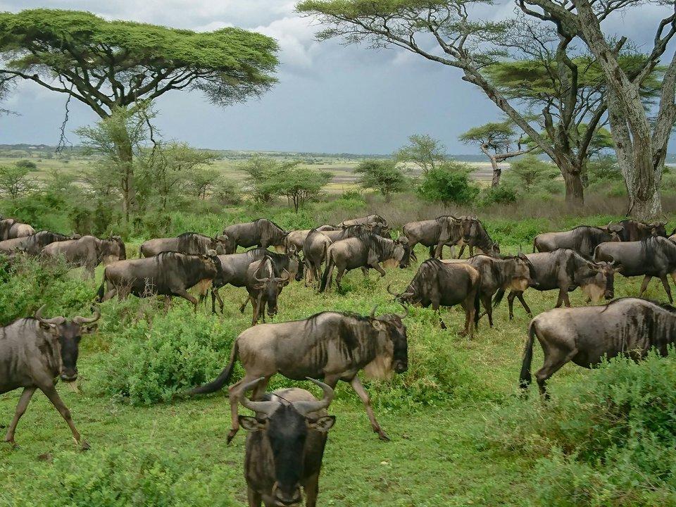 Exploring the Ansongo-Ménaka Animal Reserve: Laws, Clubs, Legislation.