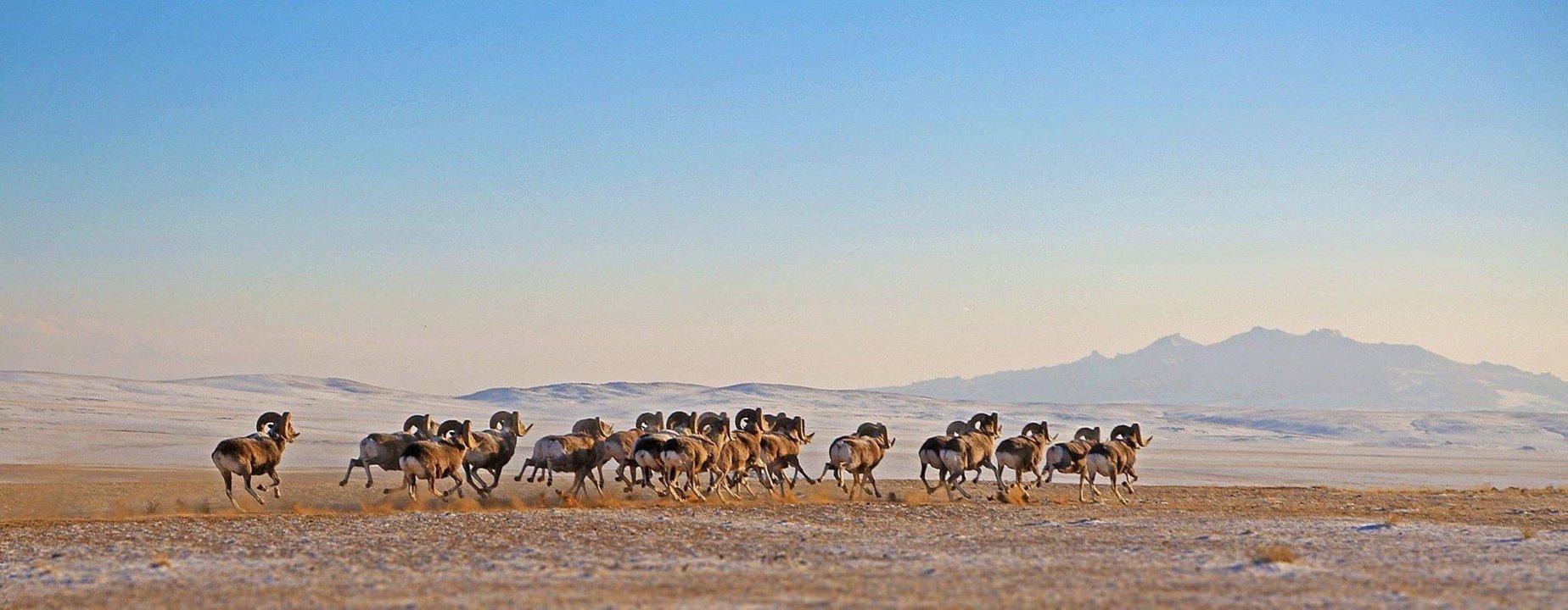 Darkhan-Uul Province: A Hidden Hunting Gem with big game in Northern Mongolia, hunting seasons, Demographics, Associations and Clubs, Laws