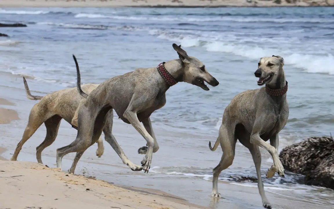 Wildlife Pursuits in MANOUBA: Laws and Legislation, Hunting Seasons and Demographics