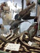 Taxidermy, the intricate art of preserving animal specimens, has long captivated the hearts of hunters and nature enthusiasts alike. Among the bounty of the wilderness, t