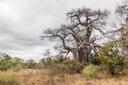 Ethical Hunting in ZINAVE NATIONAL PARK: Tradition, Conservation, and Adventure in Mozambique’s Rehabilitated Wilderness
 
Zinave National Park, located in Mozambique, is