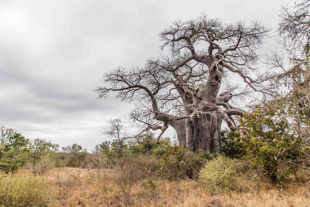 Ethical Hunting in ZINAVE NATIONAL PARK: Tradition, Conservation, and Adventure in Mozambique’s Rehabilitated Wilderness