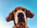 Nature’s best friend: Scientists train dogs to sniff out dangerous invasive species

Dogs can sniff out invasive fish in lakes without even seeing them, new research suggests.

In lakes and rivers around the world, carp are wreaking havoc on local species.

Native to central Asia, these common fish infest freshwater lakes and rivers, outcompeting other animals.

But scientists have discovered a new tool in the fight against the invasive creature - the powerful nose of man’s best friend.

According to a study by Australian and New Zealand scientists, specially-trained canines can detect whether invasive carp are present in water.

In fact, they’re even better than lab tools.

“(Our) findings suggest that dogs could provide an accurate and highly sensitive method of invasive fish detection,” the study authors write.