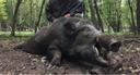 Jagd im Gebiet Völkermarkt: Tierbestand, Geografie, Jahreszeiten, Besonderheiten, Grundlagen, lokale Bevölkerung, Verbände, Traditionen, interessante Details

Tierbestand