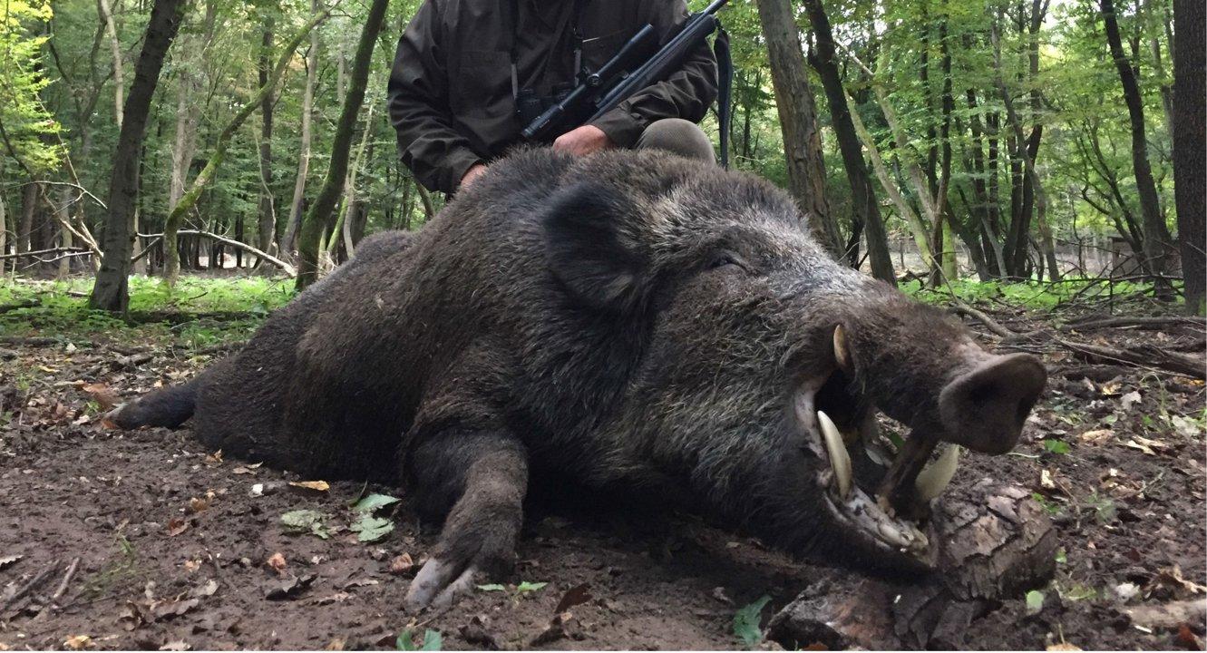 Jagd im Gebiet Völkermarkt: Tierbestand, Geografie, Jahreszeiten, Besonderheiten, Grundlagen, lokale Bevölkerung, Verbände, Traditionen, interessante Details