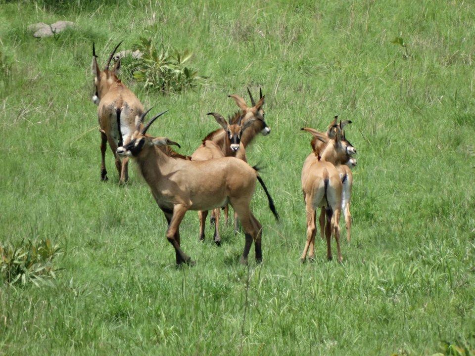 Hunting in Borgou: Clubs, Communities and Laws.