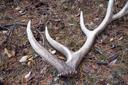 5 SURPRISING FACTS ABOUT ELK ANTLERS

1. ELK ANTLER RETENTION IS TESTOSTERONE-DRIVEN
Elk antlers begin to form immediately after the last set is shed. Because elk antler grows faster than any other tissue in its body, a healthy bull can grow nearly one inch of antler every single day, leaving them with a fully formed set of antlers within the next few months. In many cases, disputes with predators or other bulls will cause these antlers to break off, but they’ll actually shed on their own if left undamaged. Why? Because an elk’s ability to retain its antlers is driven by its testosterone levels. After mating season ends, the level of doe pheromones in the air decreases, causing bull testosterone to drop as well. Once a bull loses enough testosterone, its body will pick up on the change and begin to shed its antlers in response.

2. DIFFERENT ELK POPULATIONS HAVE UNIQUE ANTLERS
There are many subspecies of elk, and at least six variants live in North America. Over time and multiple generations, elk adapt to their local environment through marked changes in behavior and appearance, and these changes can affect their antlers. Consequently, different populations of elk bear unique antler shapes and sizes. For example, Rocky Mountain elk have the largest antlers of all known elk subspecies!

3. FEMALE ELK FAVOR BULLS WITH MORE ANTLER POINTS
Who knew that elk could count? Scientists researching the mating habits of elk have observed that females heavily favor suitors with the most antler points. This may be because doe are instinctually driven toward males with the highest levels of testosterone to ensure that their young grow up to be as strong and healthy as possible.

4. DOGS LOVE THEM
It’s no secret that dogs love to chomp on things. Regrettably, many of our four-legged friends are so good at chewing that they bite through a majority of toys and chews within a few days. That’s why they love gnashing away at elk antlers for dogs. Elk antler chews are incredibly durable products that canines can’t resist, making them a fantastic tool to keep your pup entertained for countless hours while stimulating their inherent (and perfectly healthy) need to chew.

5. ANTLER MARROW ACTS AS A NATURAL TOOTHBRUSH
Elk antler chews contain tasty, nutritious marrow (a soft substance found in the cavities of bones) that dogs adore. When your canine chews on this substance, it acts as a natural toothbrush that wipes away plaque, ensuring that his or her teeth stay healthy and clean. This makes antler chews a great boon for owners who want to give their canine a snack that’s delicious and good for their health.