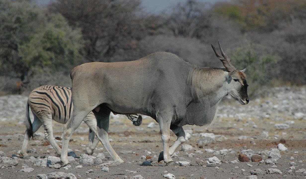 Hunting in Ouham: Exploring Geography, Navigating Regulations, and Discovering Local Traditions