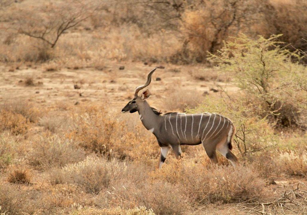 Hunting in Mtwara Region, Tanzania: Laws and Legislation, Clubs and Seasons, Demographics in Tanzania