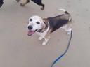 Bonjour ces 2 petites pepettes croisé beagle anglo cherchent une derniere famille pour encore quelques belles chasse et des caressent et calins leurs maitre es décédé ell